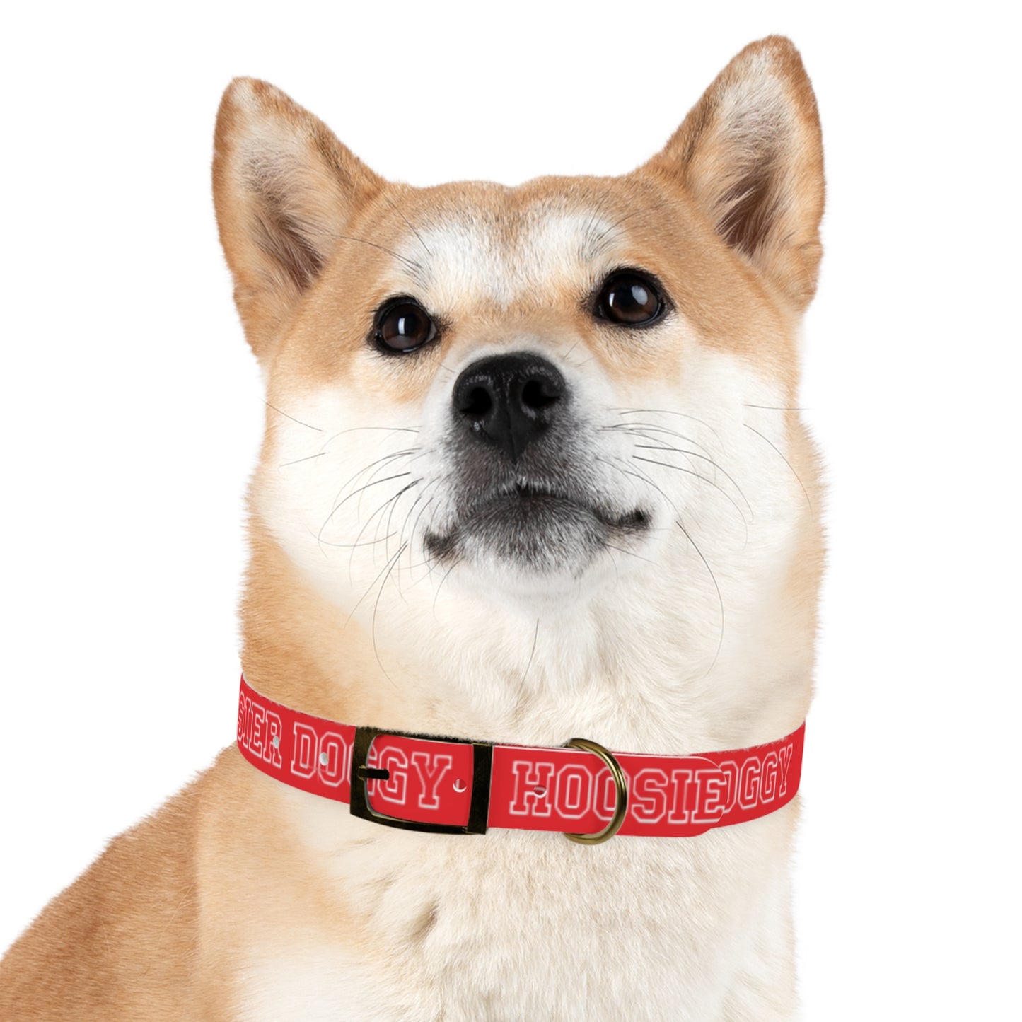 Hoosier Doggy Dog Collar