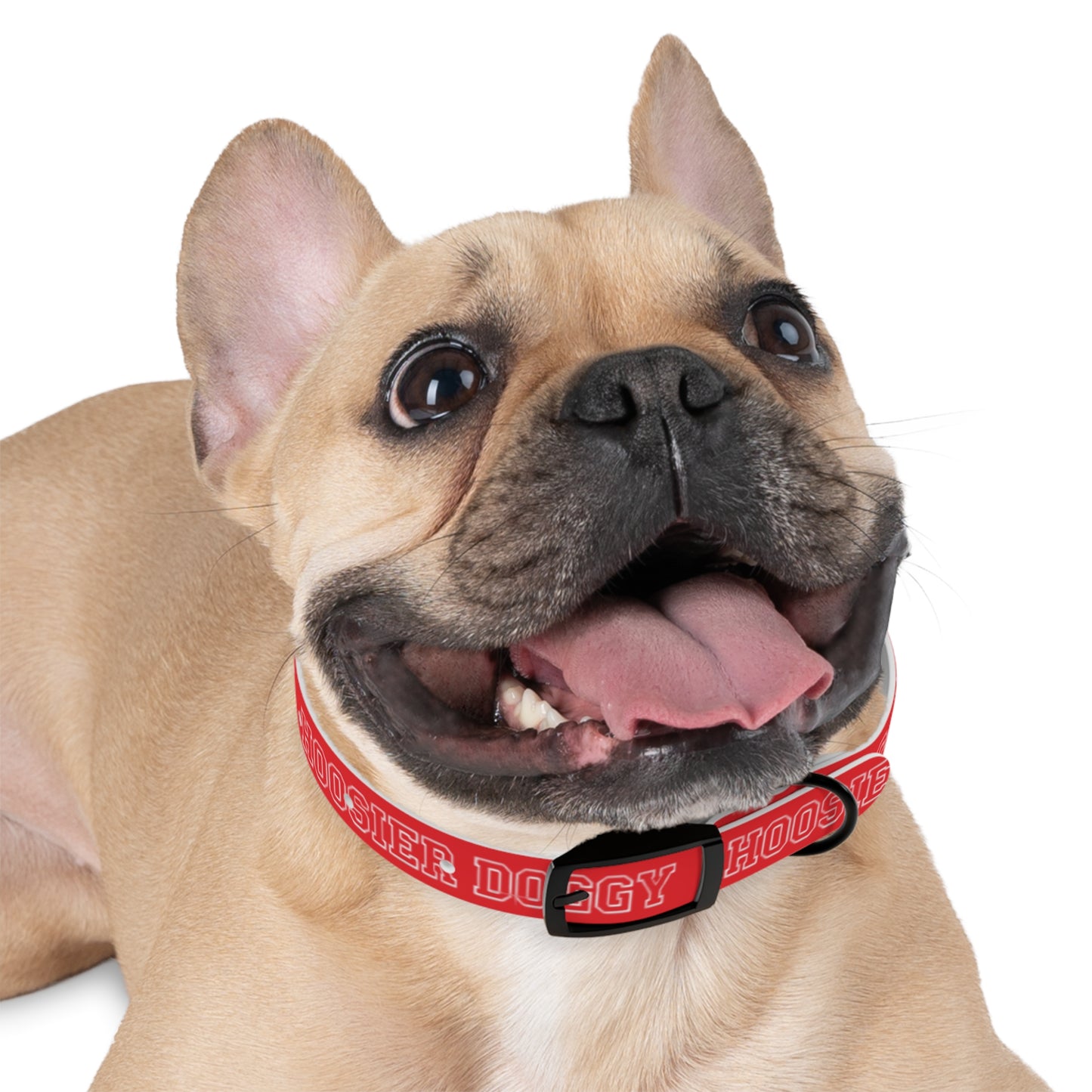 Hoosier Doggy Dog Collar