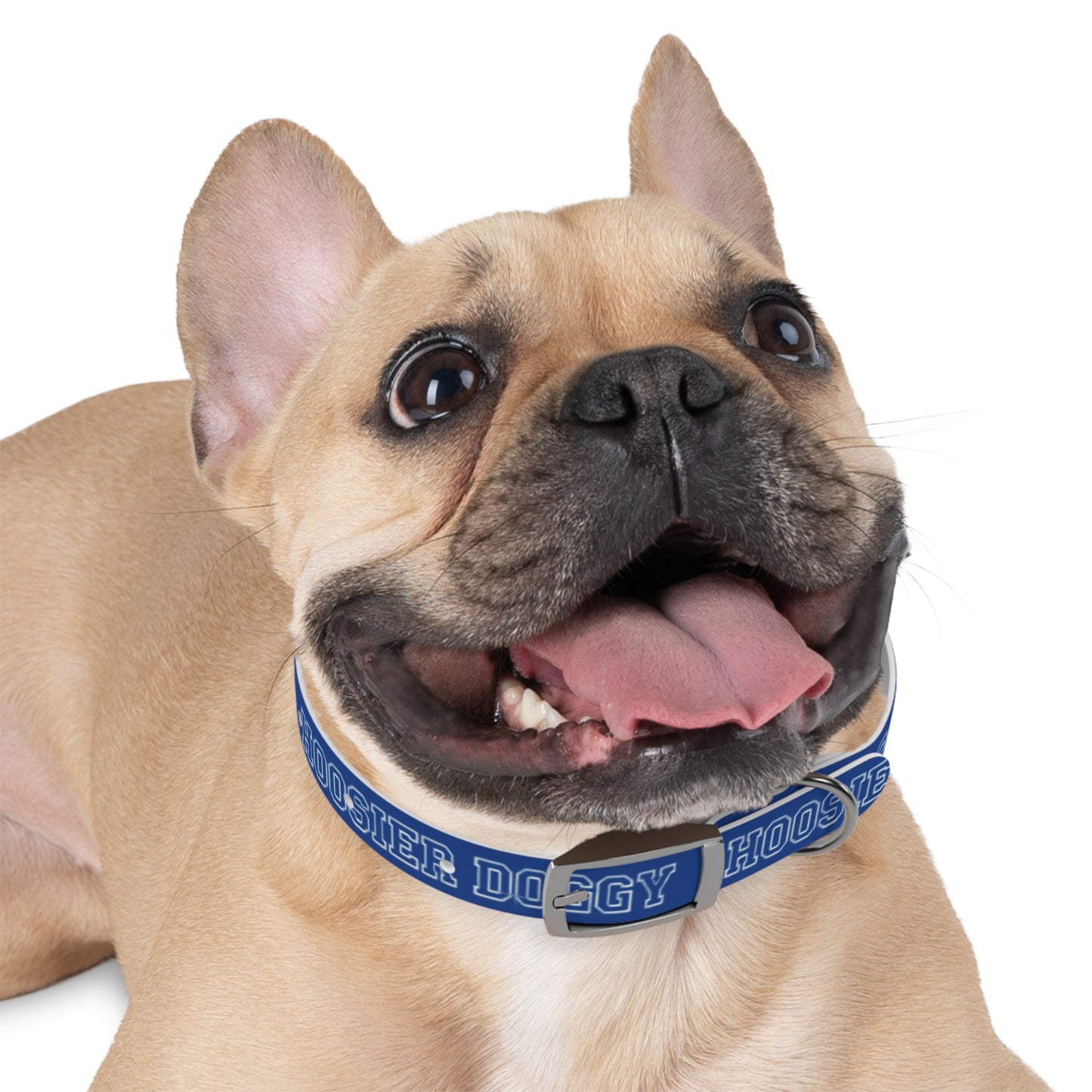 Copy of Dog Collar - Hoosier Doggy IU Colors Hoosiers