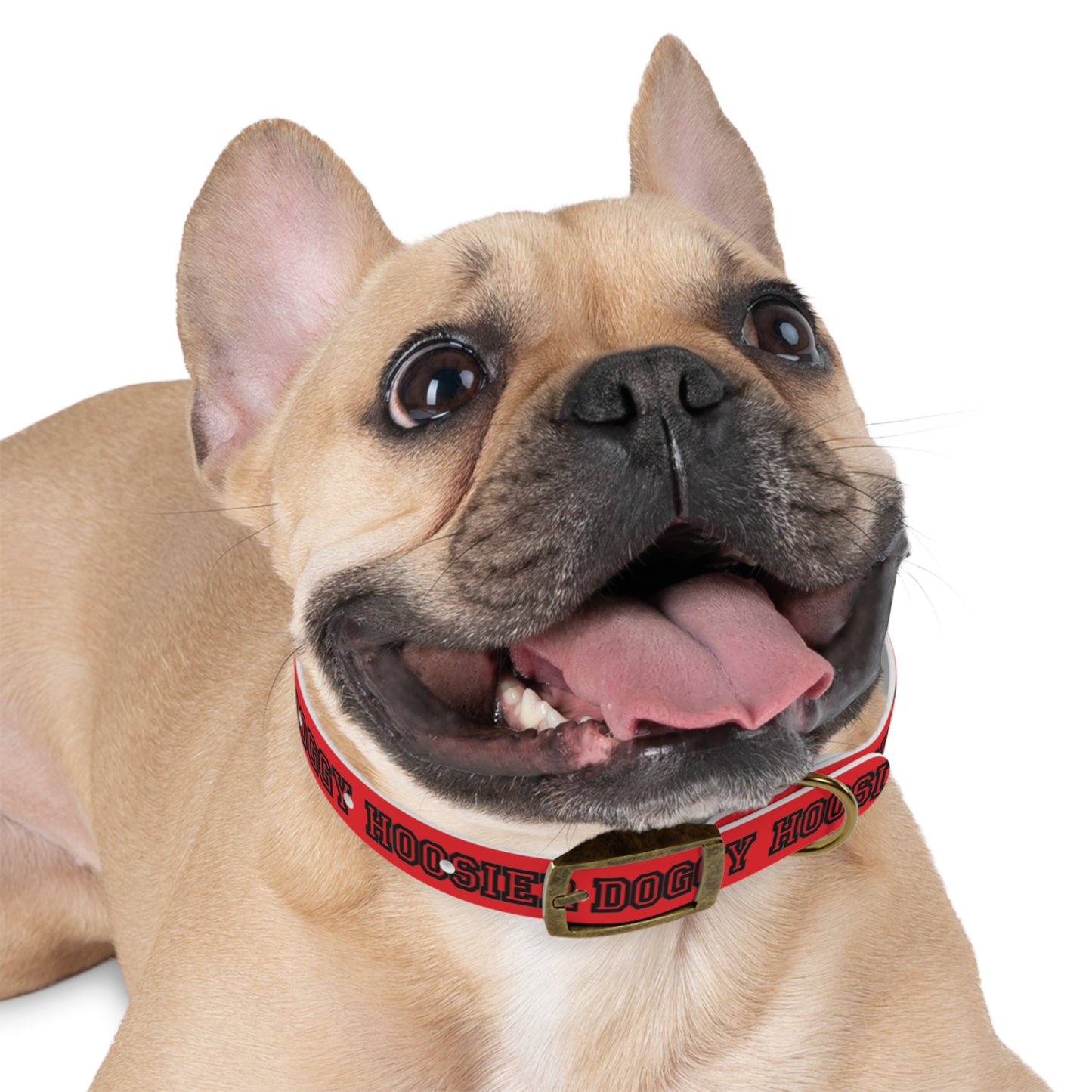 Copy of Dog Collar - Hoosier Doggy IU Colors Hoosiers