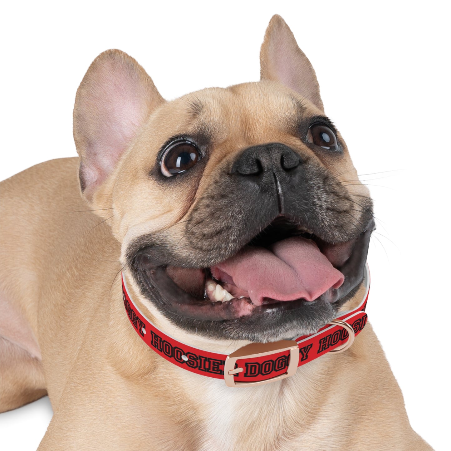 Copy of Dog Collar - Hoosier Doggy IU Colors Hoosiers