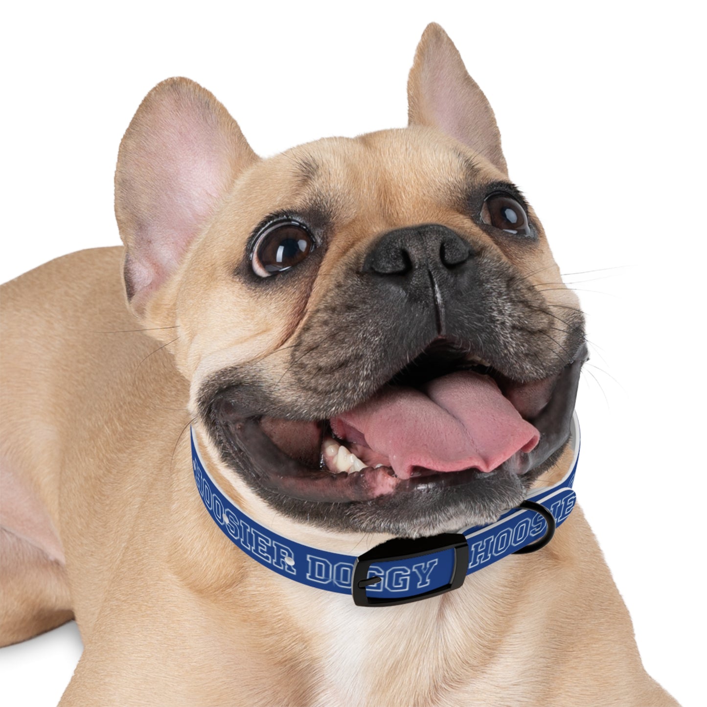 Copy of Dog Collar - Hoosier Doggy IU Colors Hoosiers
