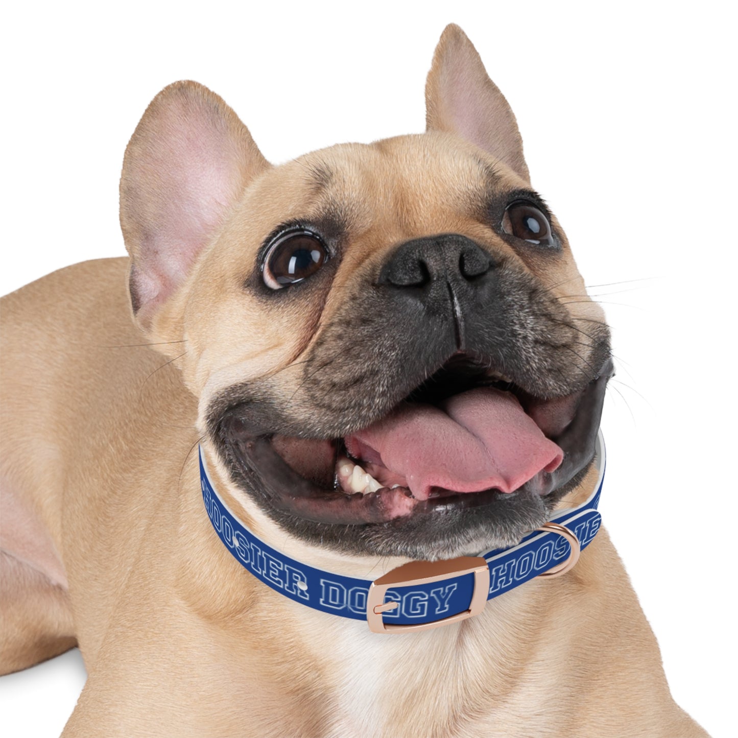Copy of Dog Collar - Hoosier Doggy IU Colors Hoosiers