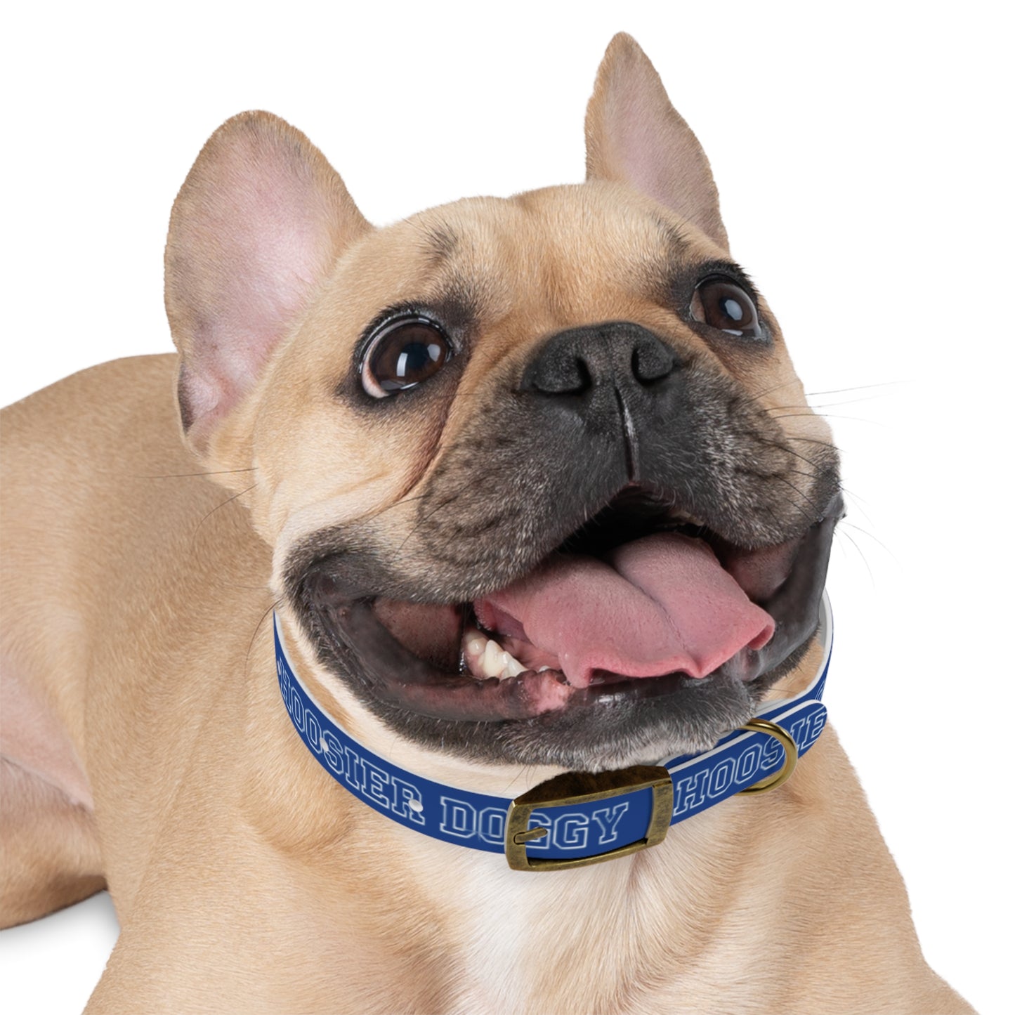 Copy of Dog Collar - Hoosier Doggy IU Colors Hoosiers