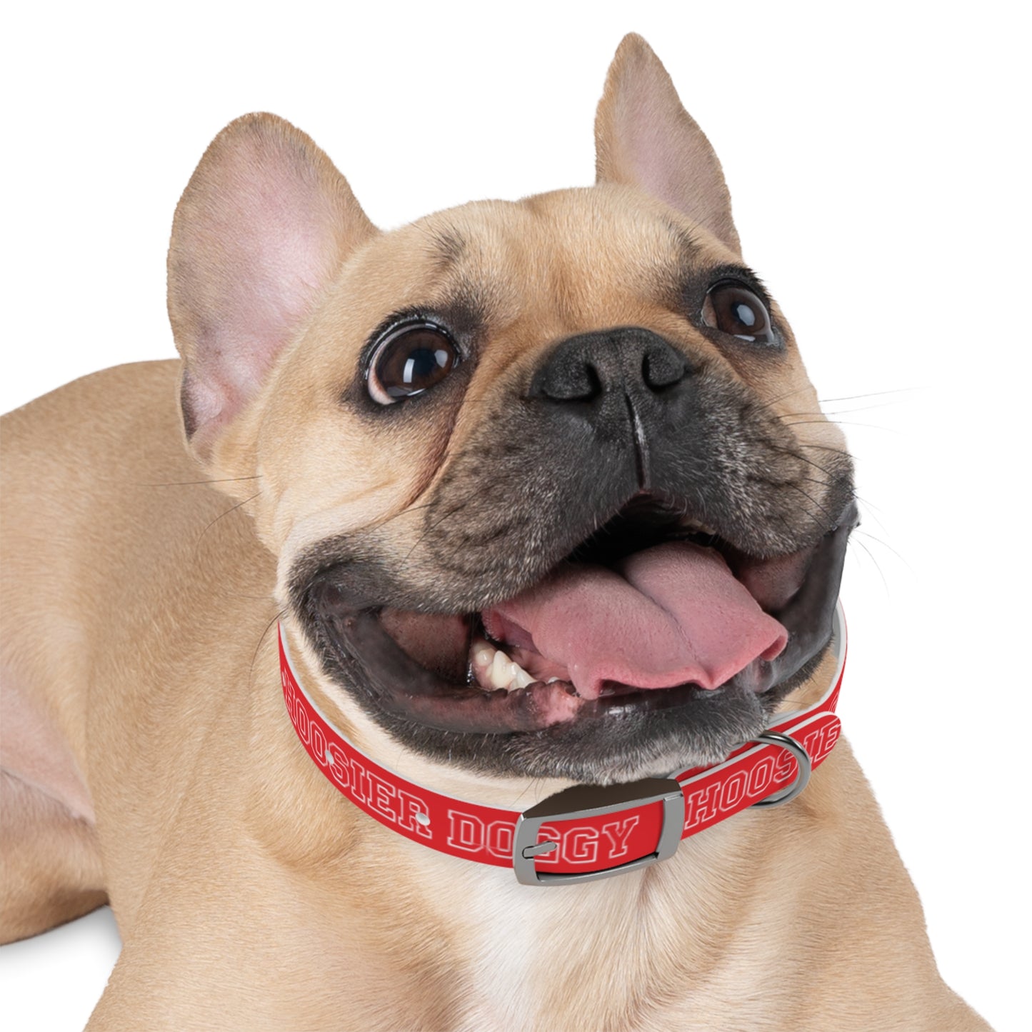 Hoosier Doggy Dog Collar