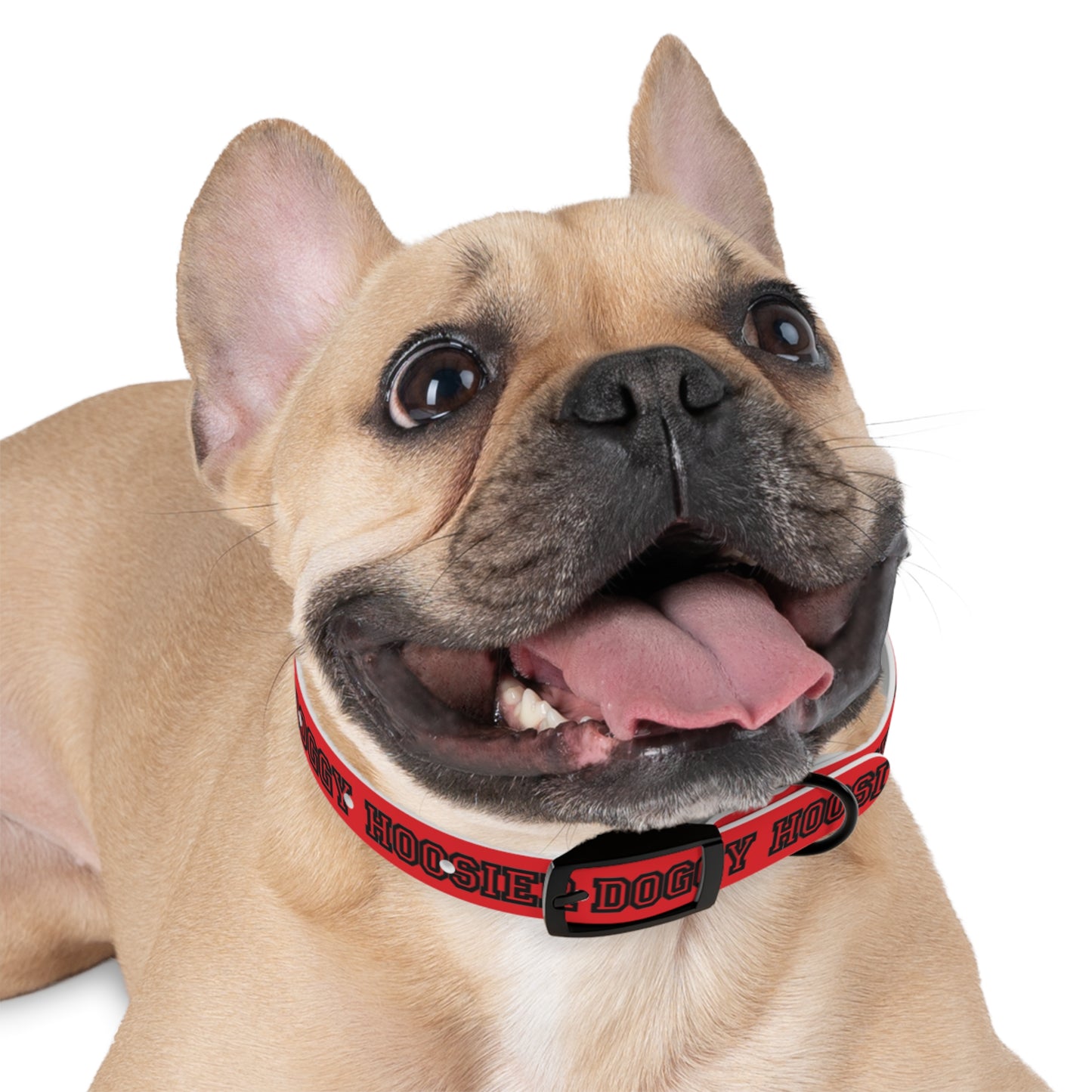 Copy of Dog Collar - Hoosier Doggy IU Colors Hoosiers