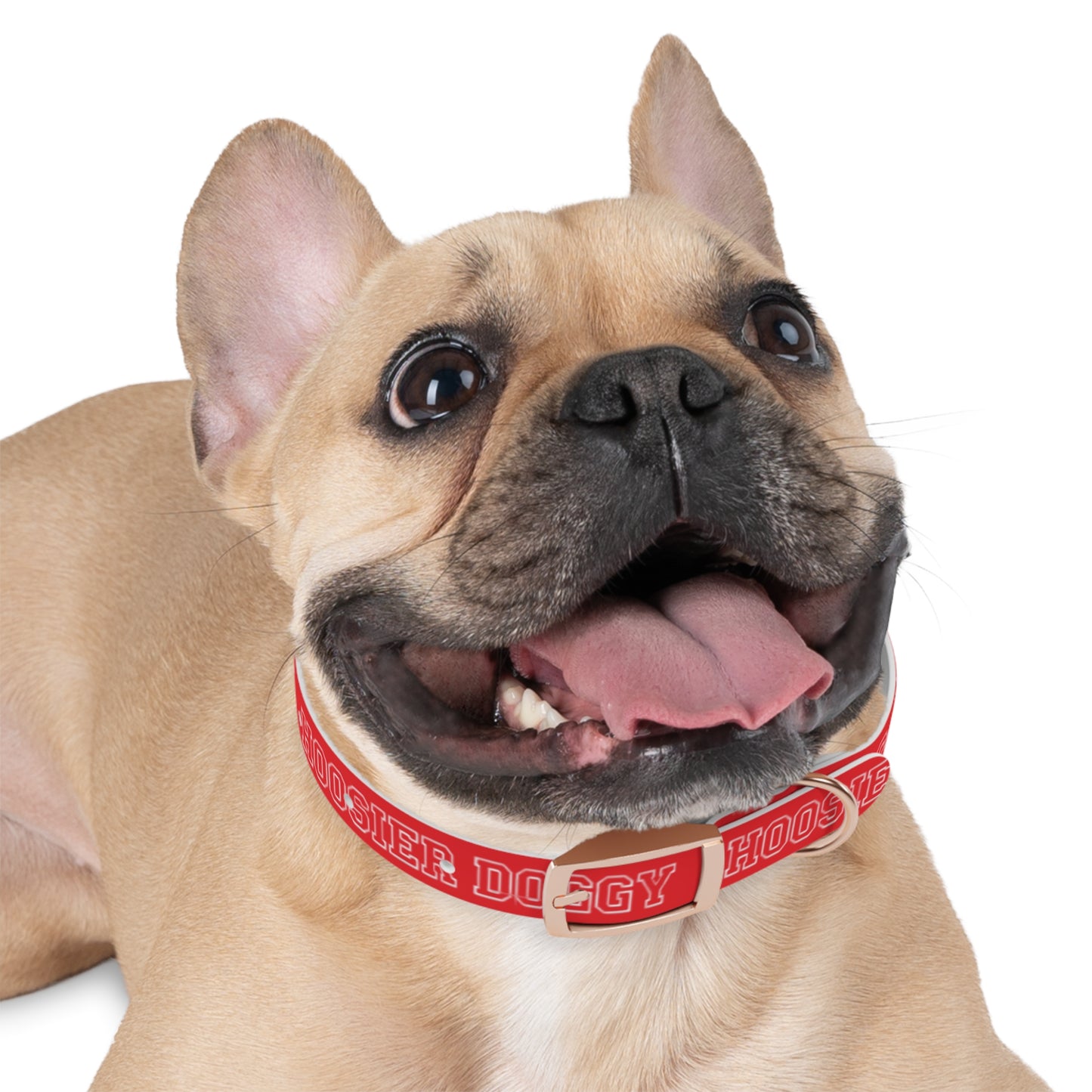Hoosier Doggy Dog Collar