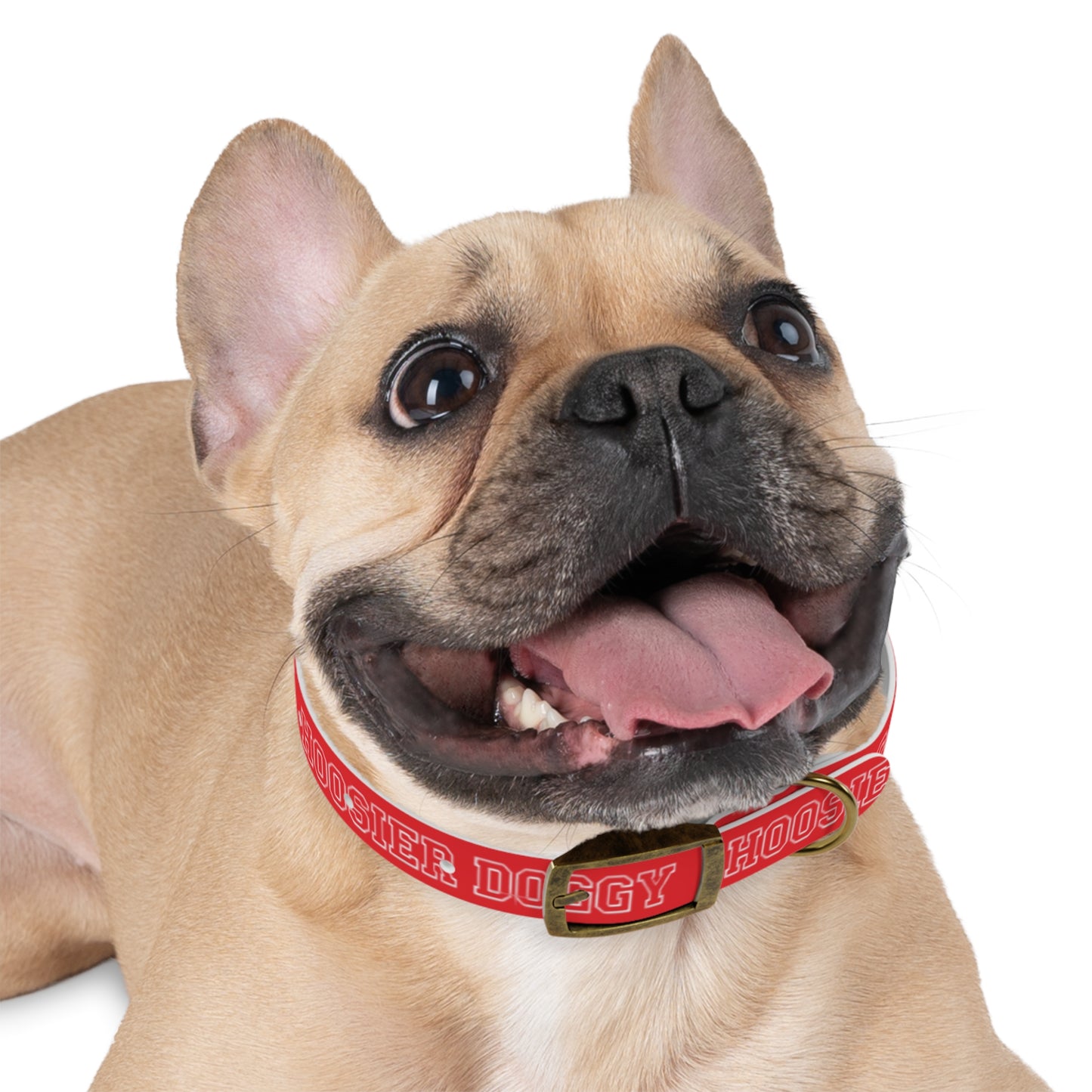Hoosier Doggy Dog Collar