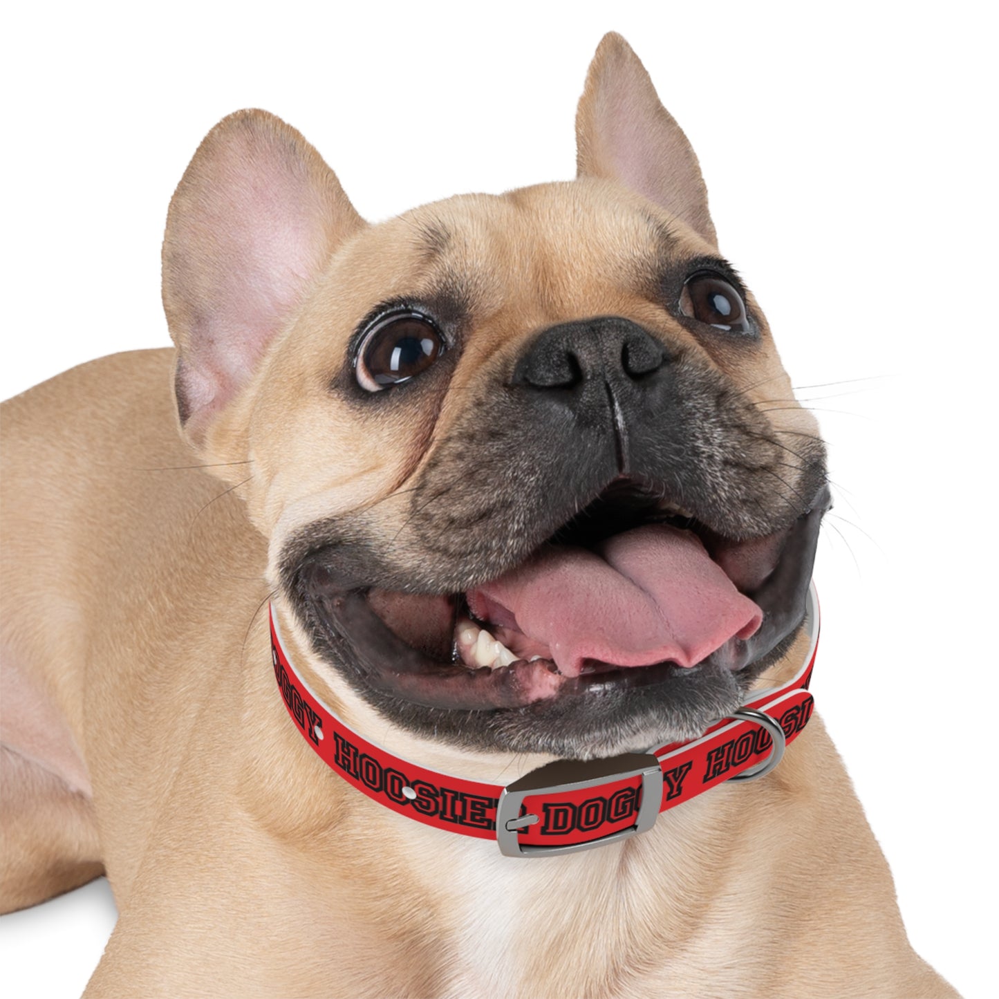 Copy of Dog Collar - Hoosier Doggy IU Colors Hoosiers